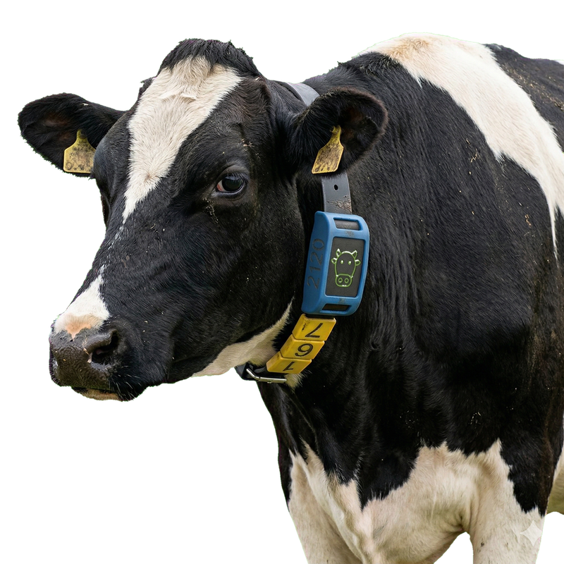 Cow wearing RayiTrack smart collar